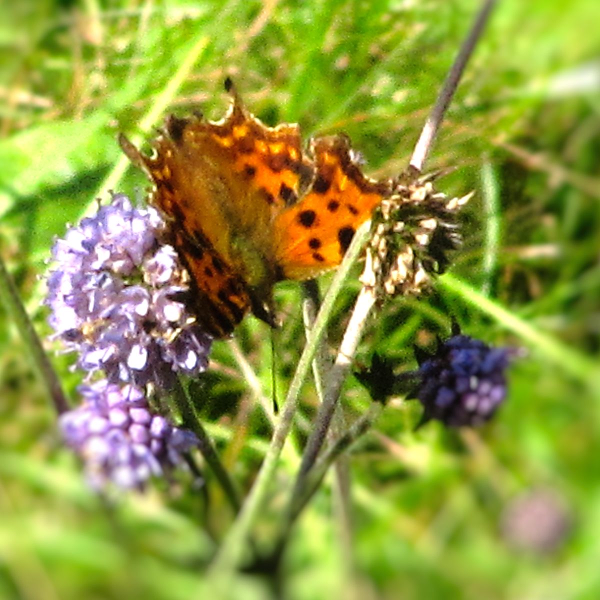 Friends of Park Wood Work Day