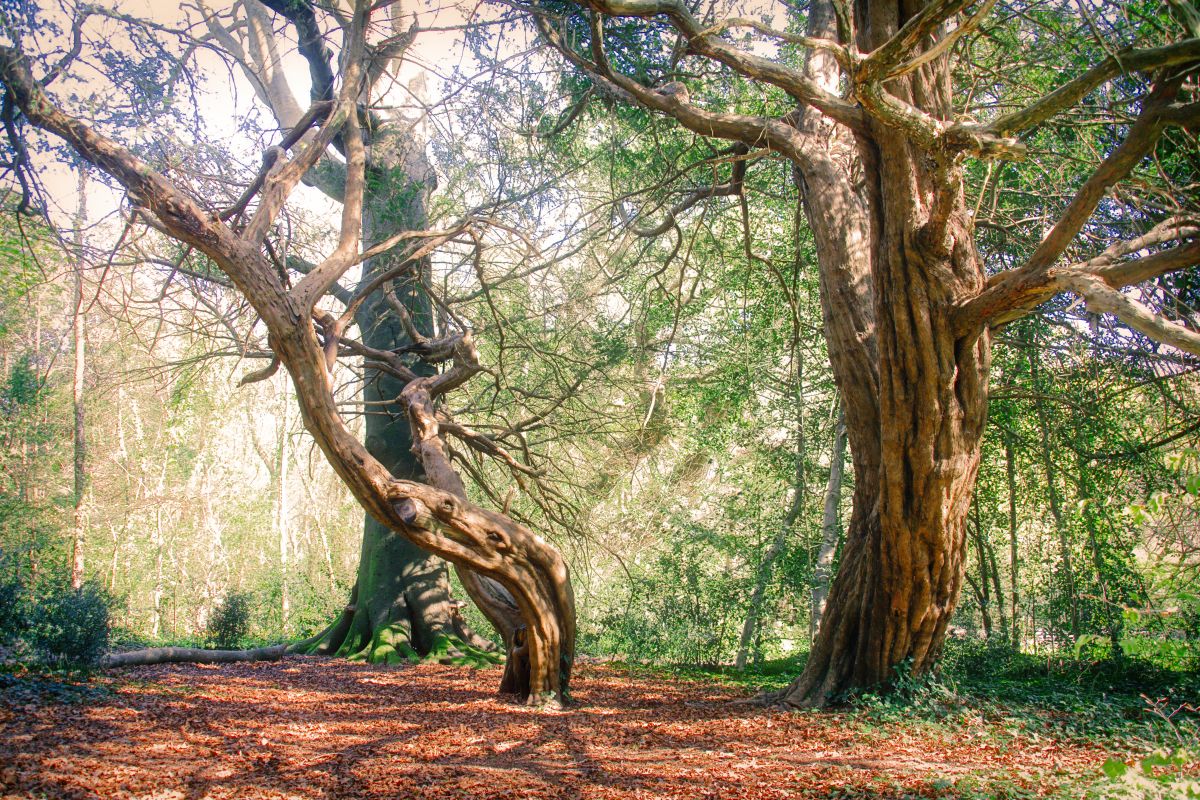 Friends of Park Wood Work Day