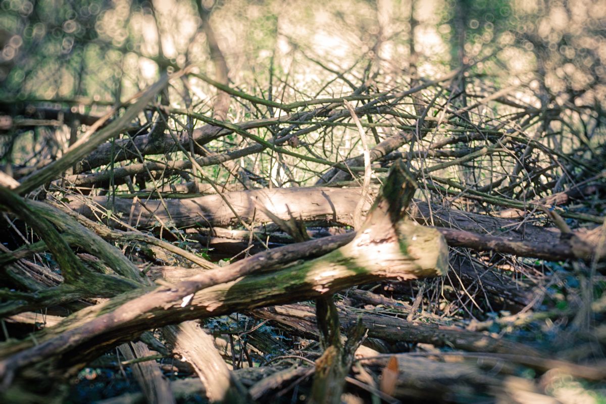 Fallen trees and branches