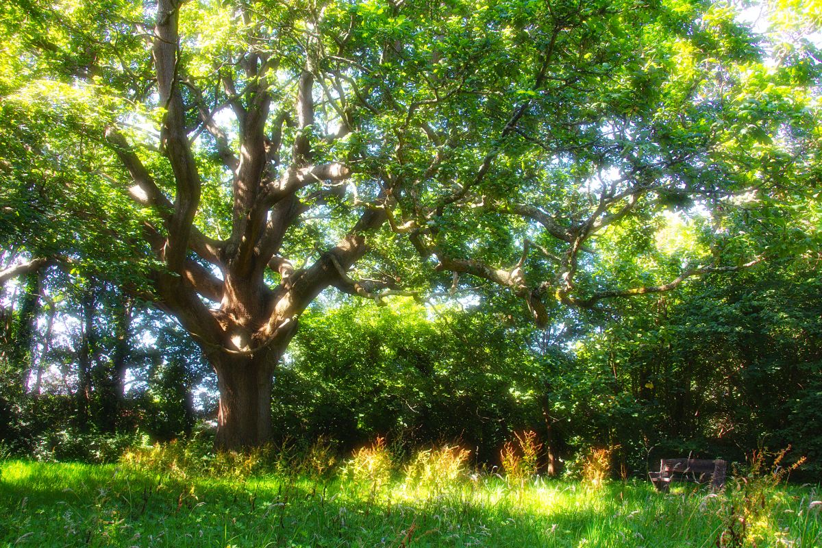 Friends of Park Wood Work Day