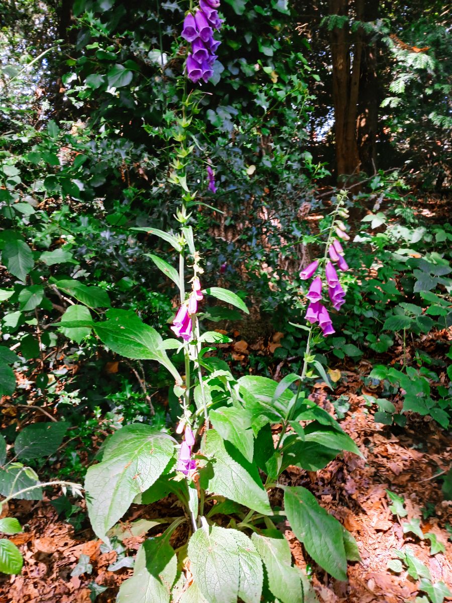 Friends of Park Wood Work Day