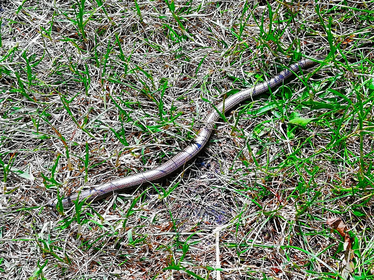 Friends of Park Wood Work Day