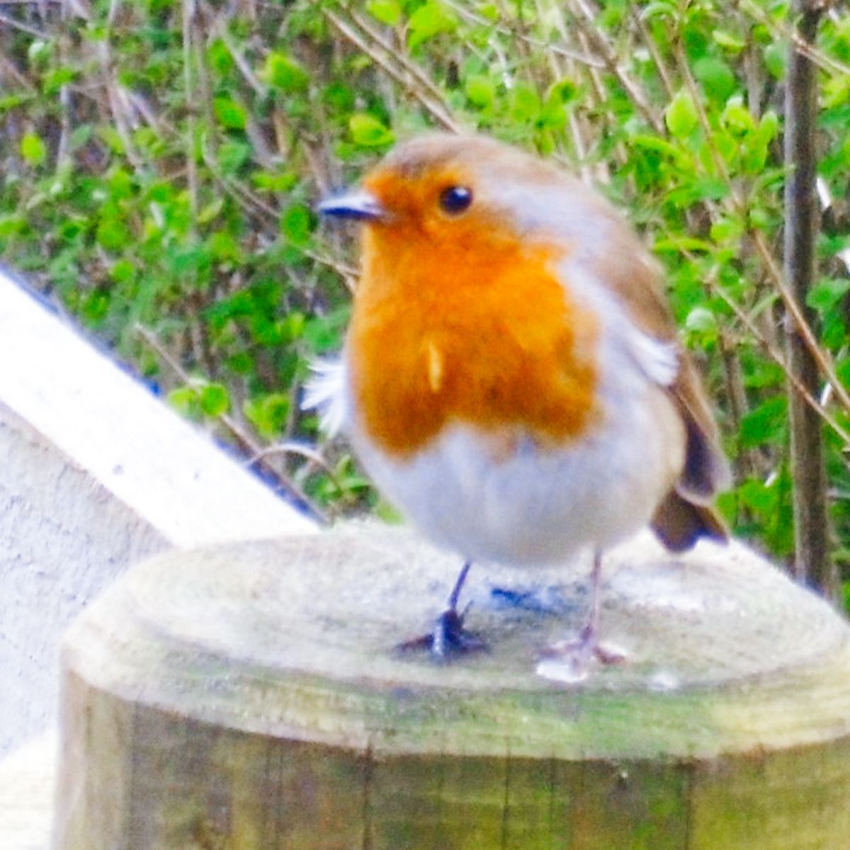 Friends of Park Wood Work Day