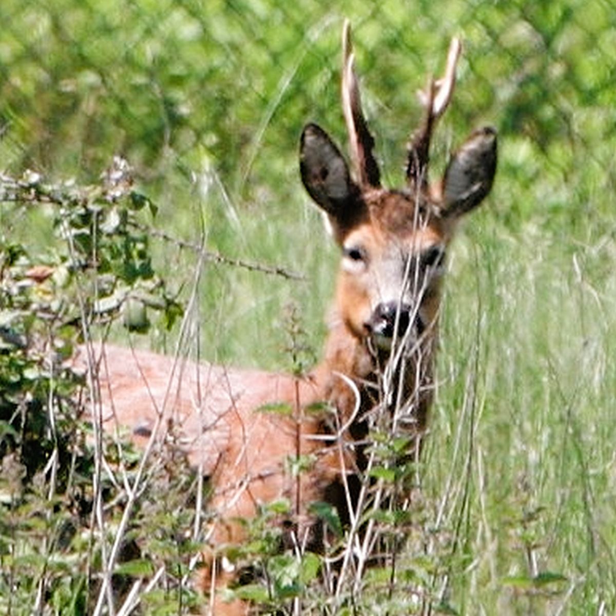 Friends of Park Wood Work Day